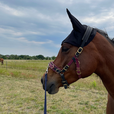 Fliegenhaube "Meshy Feshy Fliegenschreck"