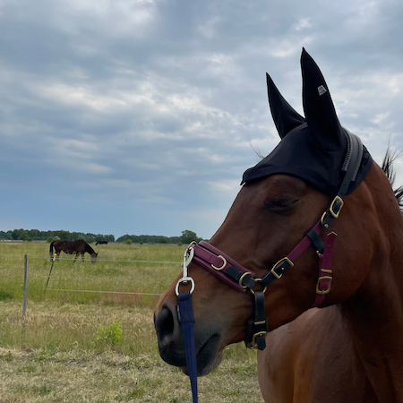 Fliegenhaube "Meshy Feshy Fliegenschreck"