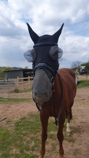 Testbericht FliegenmaskeNOFLYNOCRY gegen Headshaking by Heval Equestrian