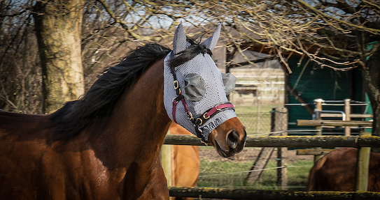 NOFLYNOCRY Fliegenmaske Meshy Feshy mit Augen- und Nasennetz  mit 75% UV Blocker