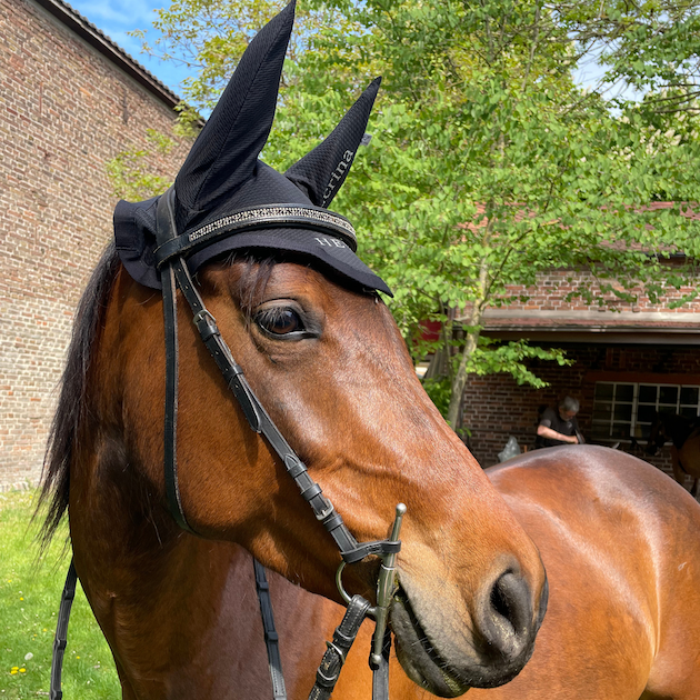 Fliegenhaube "Meshy Feshy Pure Elegance" mit Namen auf dem Ohr